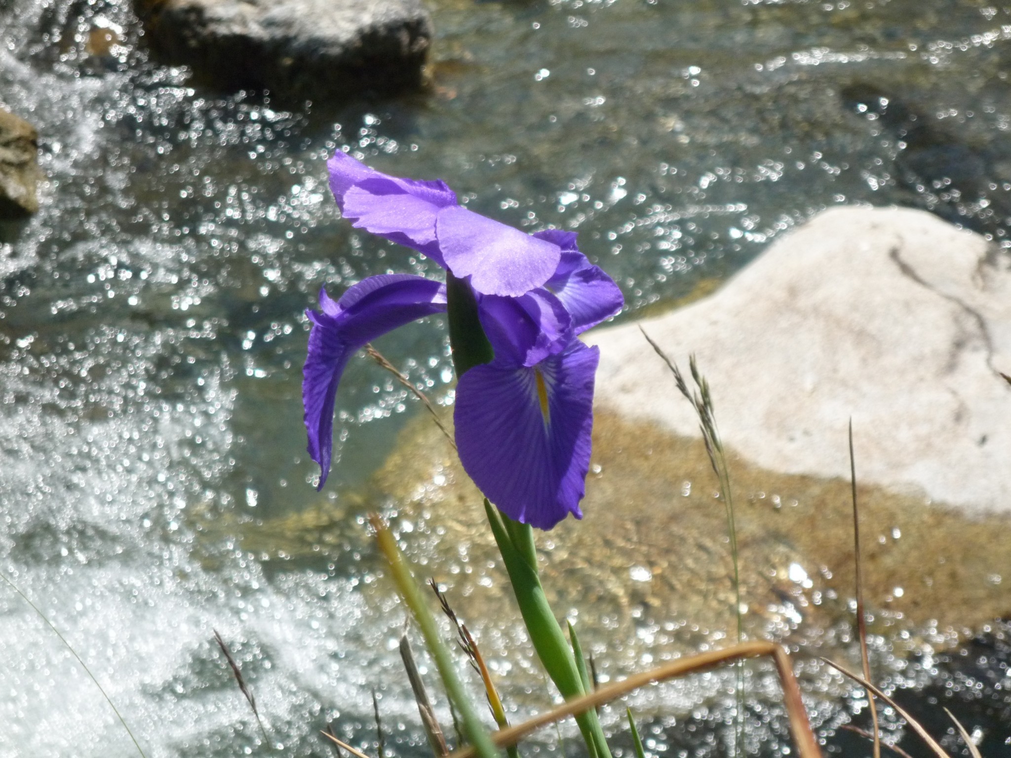 Iris Pyrennees